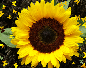 flower 